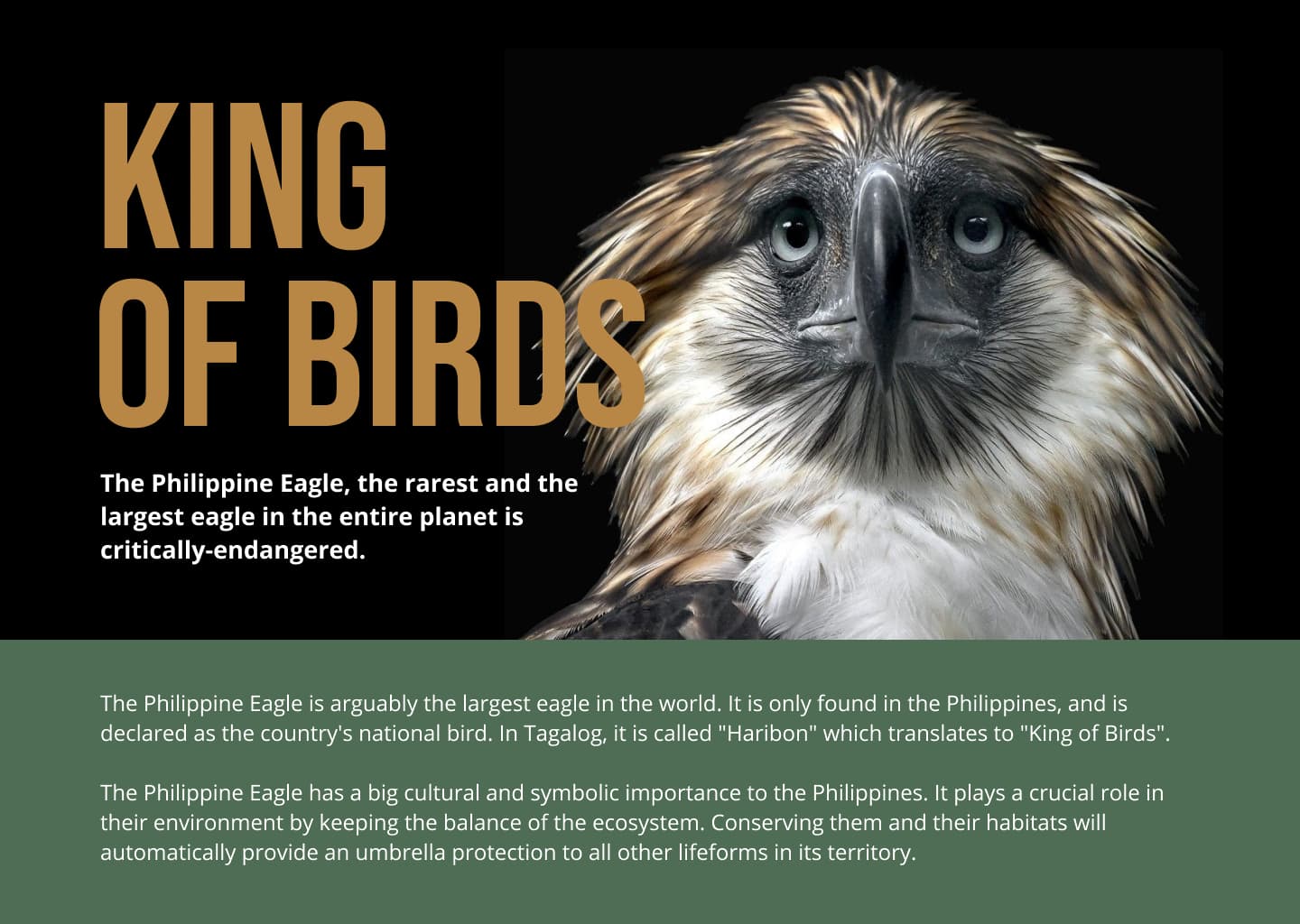 King of Birds: A Tribute Page